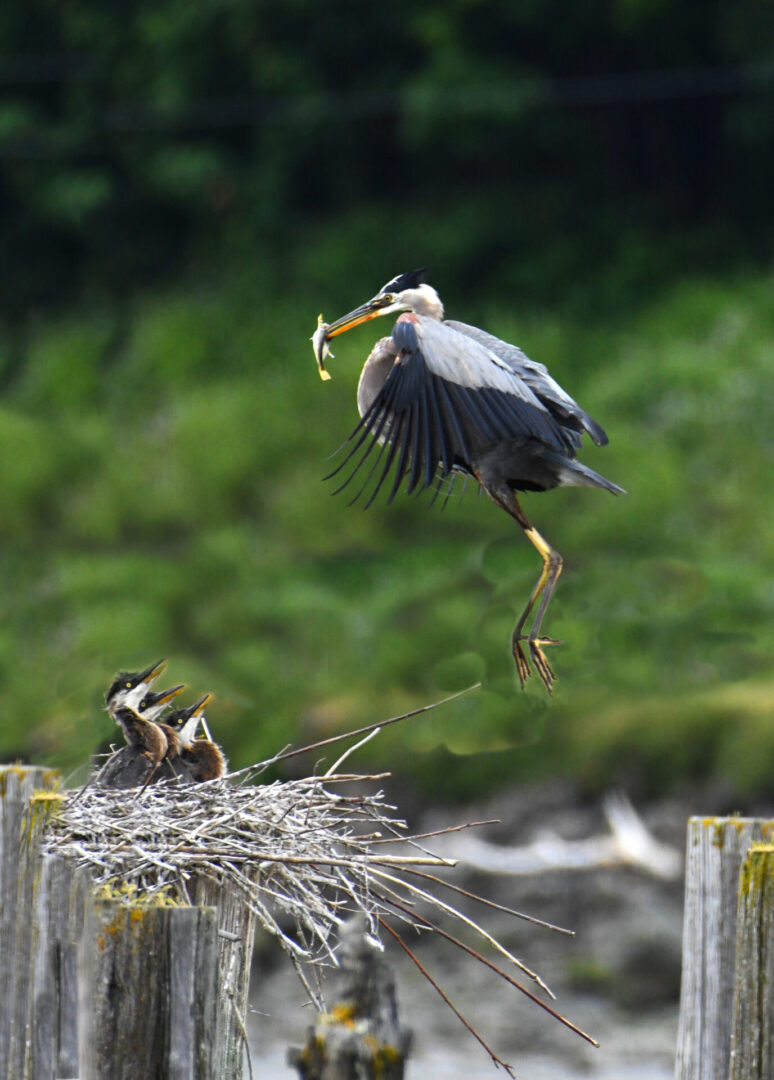 A bird flying over a nest with its beak open.