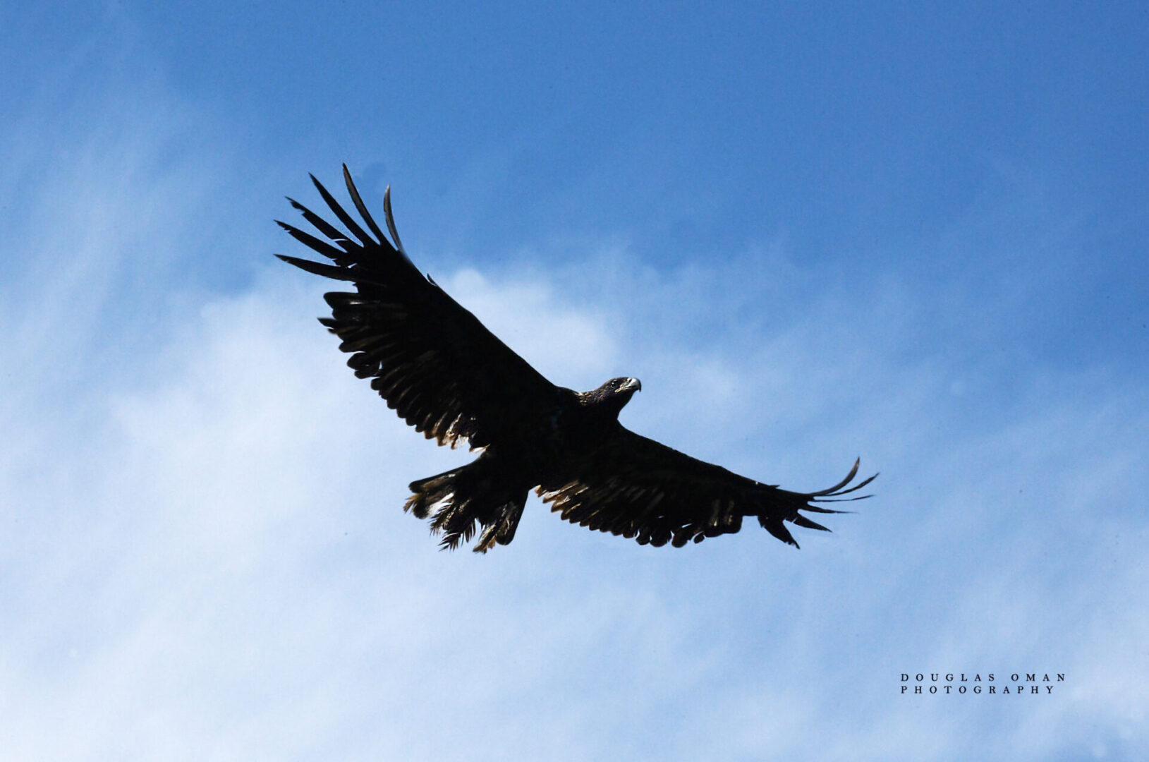 A large bird flying in the sky with its wings spread.