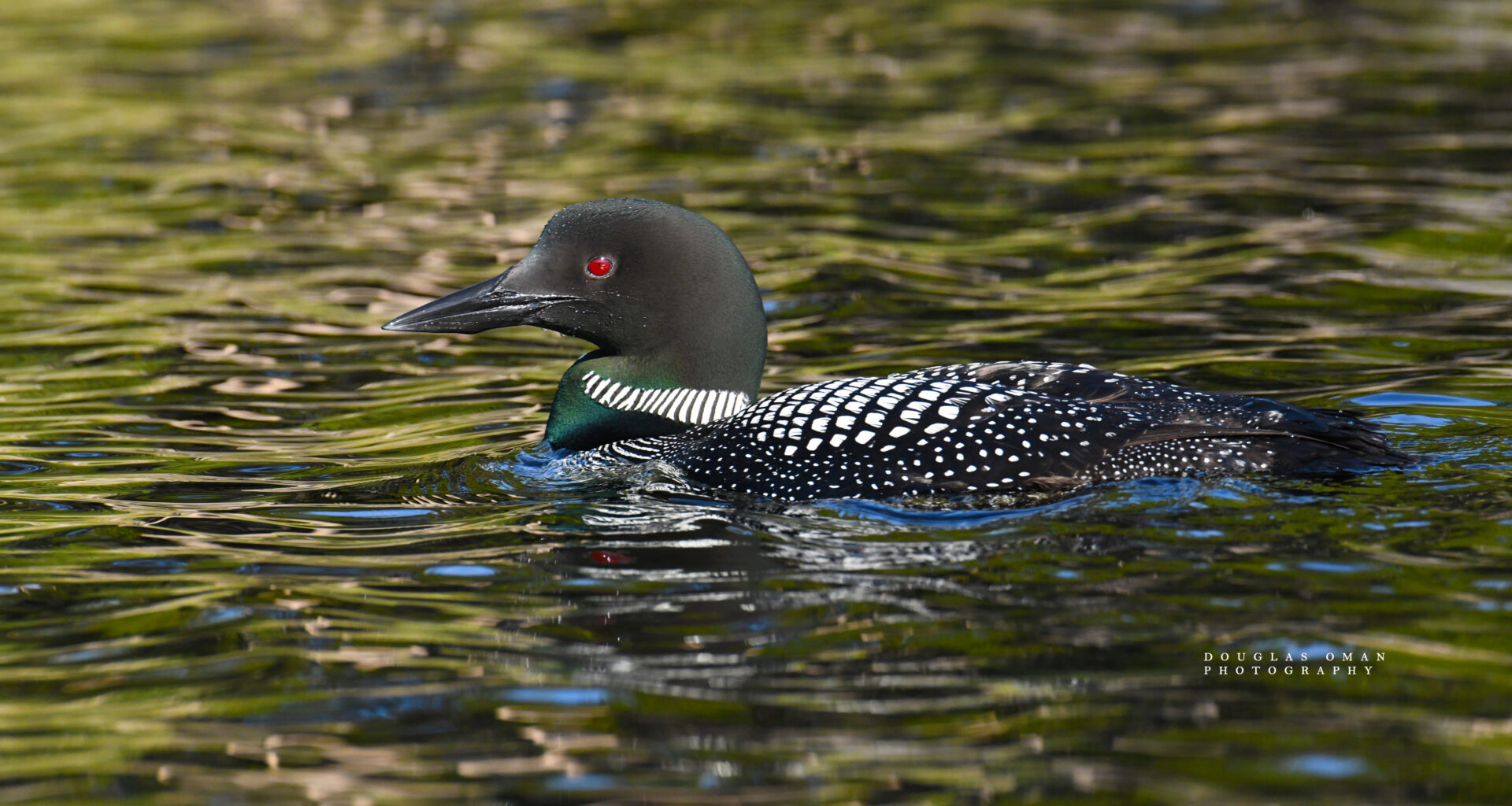 A bird is swimming in the water.