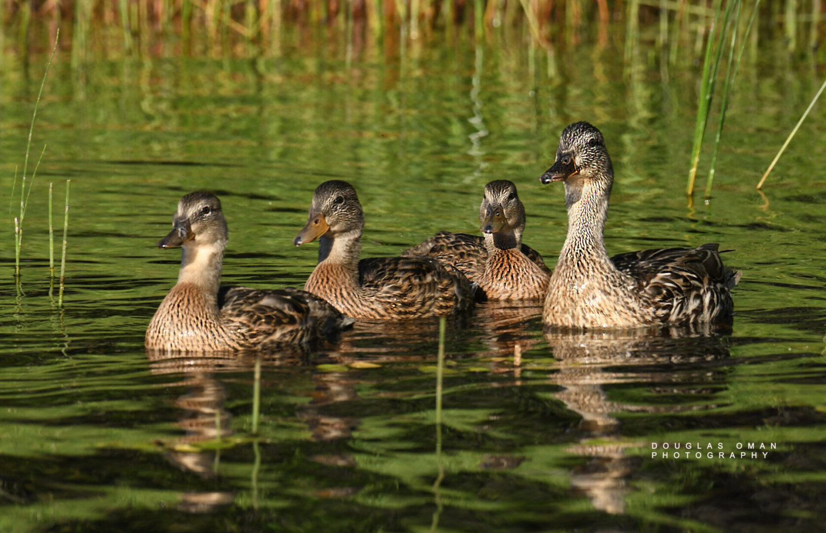 A group of ducks swimming in the water.