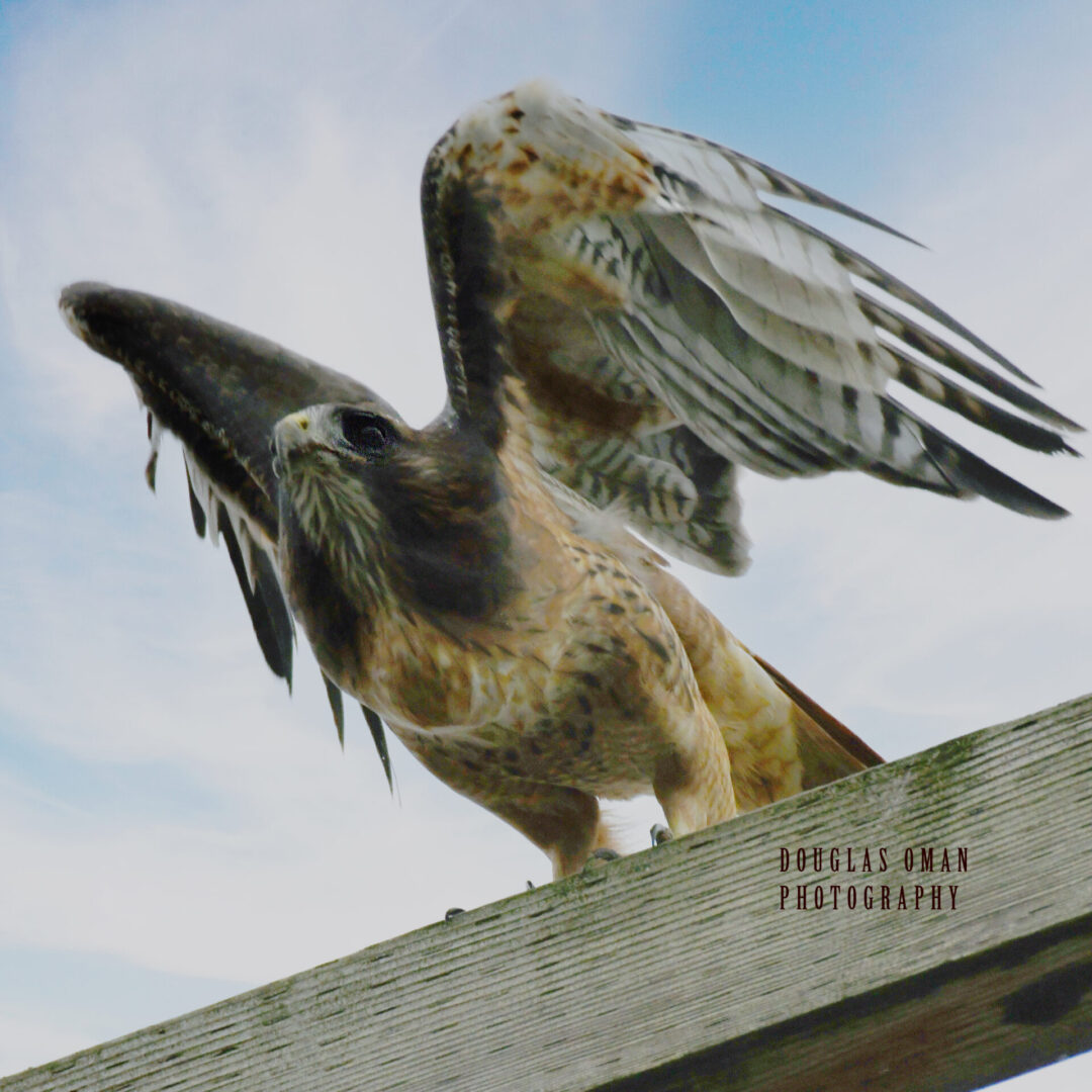 A hawk is perched on the side of a wooden fence.