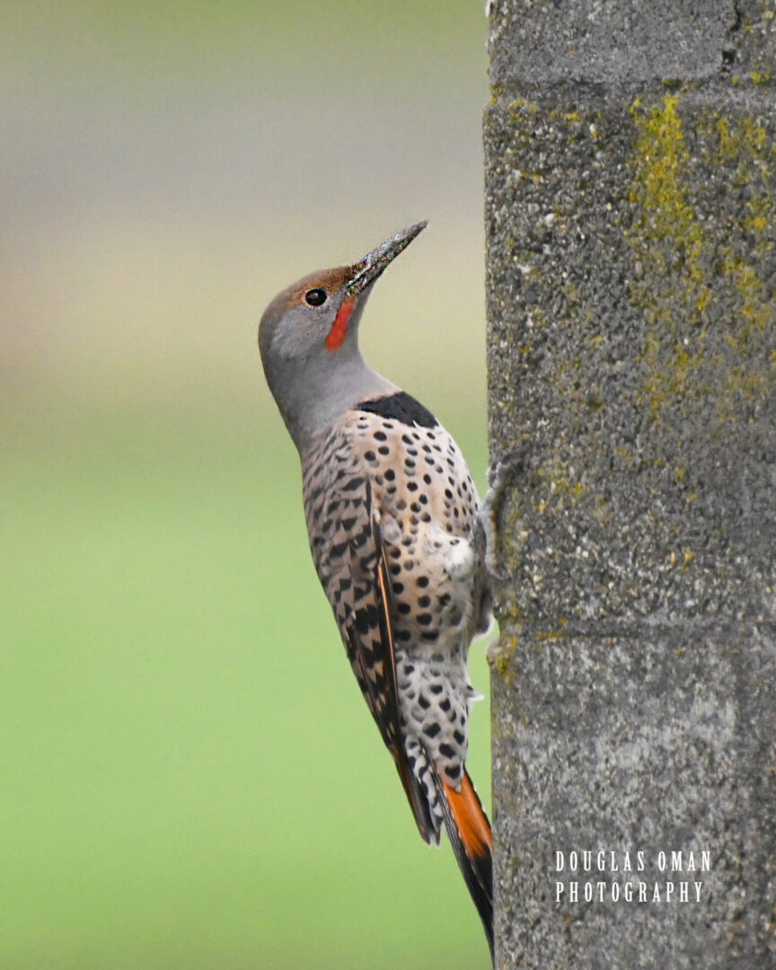 A bird is standing on the side of a pole