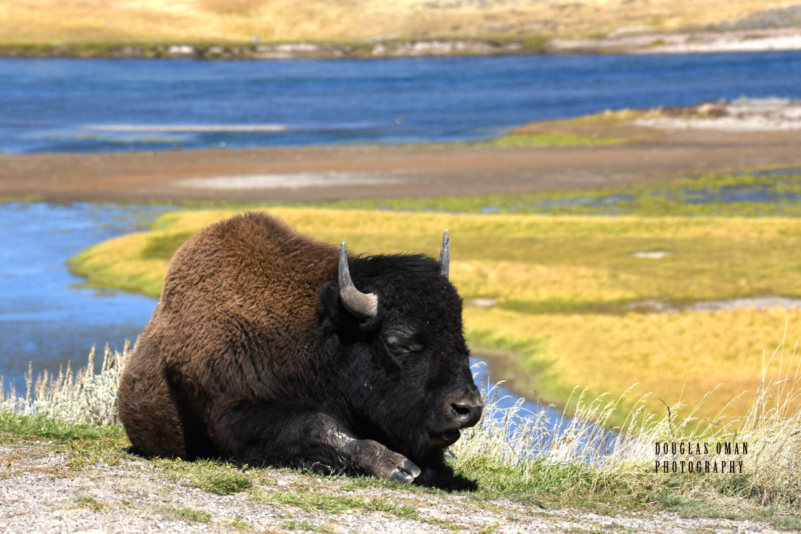 A bison laying down on the grass near water.