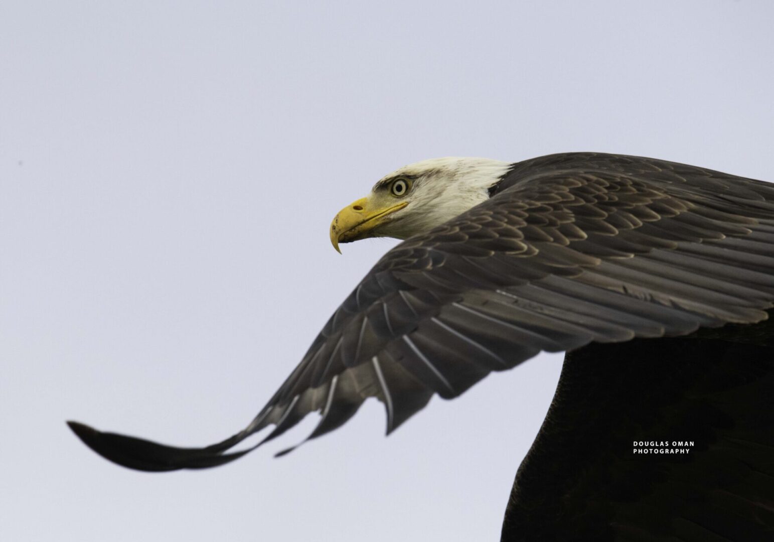 A bald eagle flying in the sky with its wings spread.