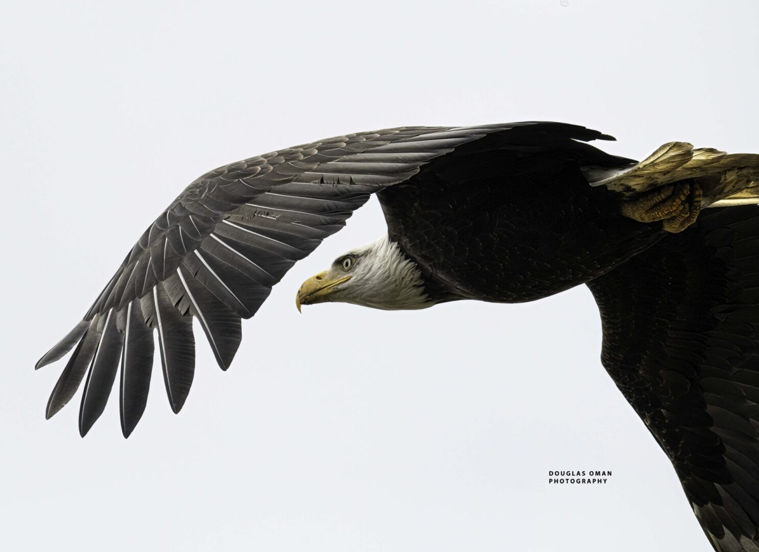 A bald eagle flying in the sky with its wings spread.