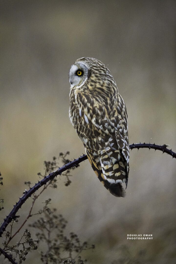 A bird sitting on top of a tree branch.