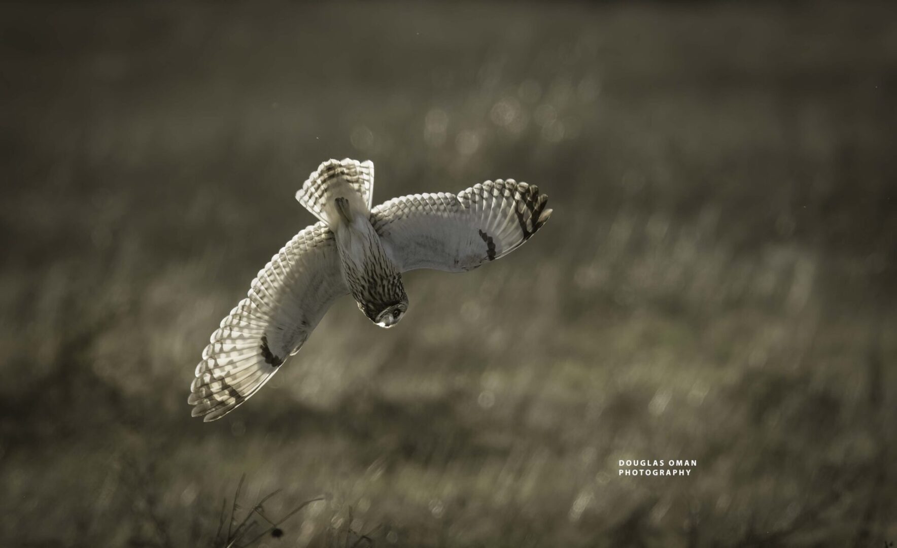 A bird flying over the grass in a field.