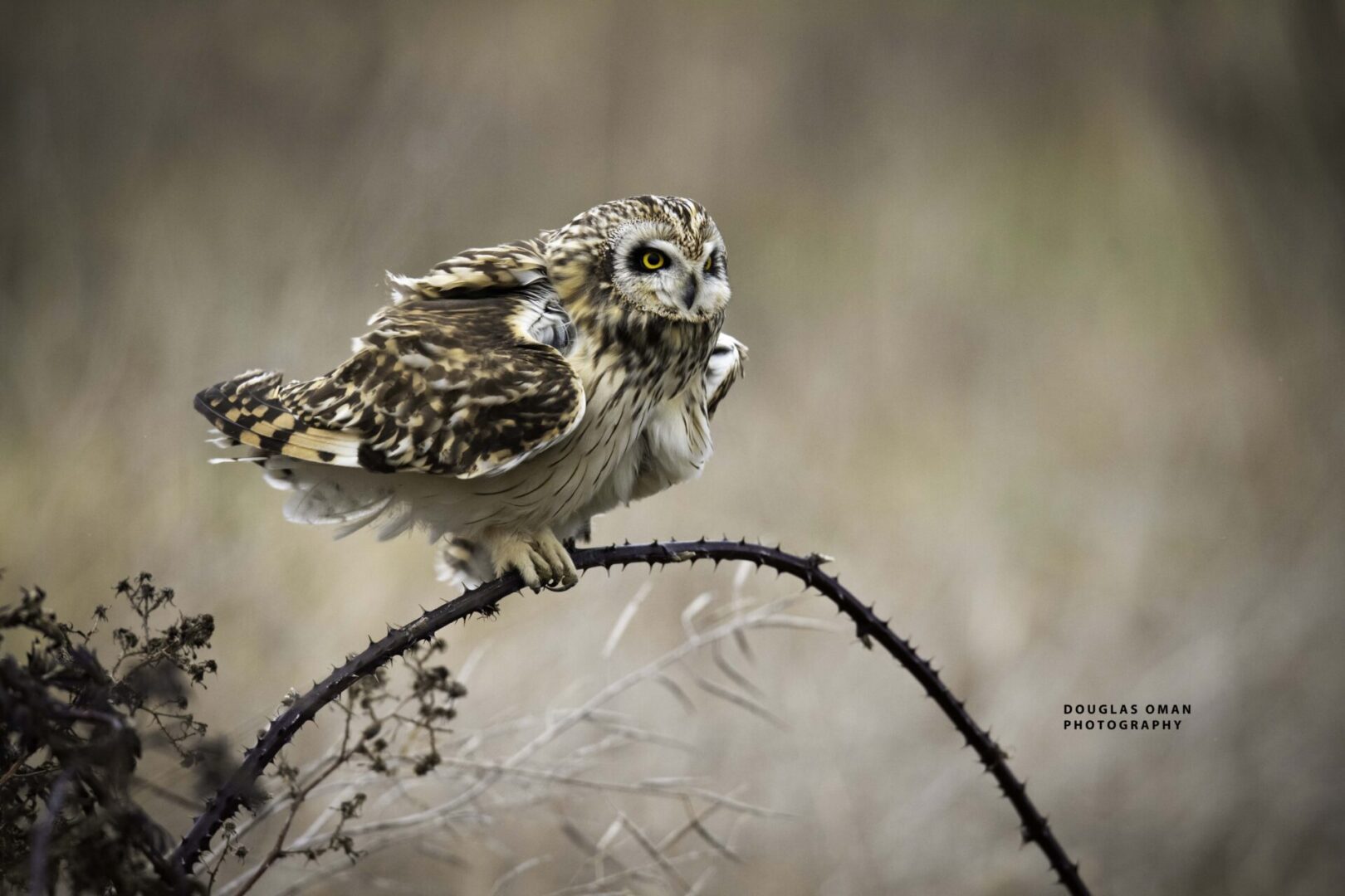 A small owl perched on top of a branch.