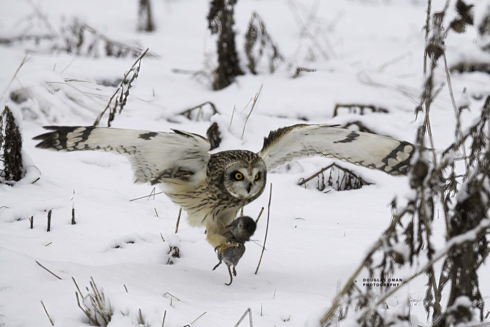 A bird flying over the snow covered ground.