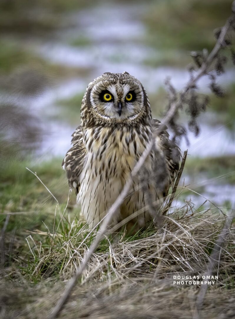 A small owl is standing in the grass.