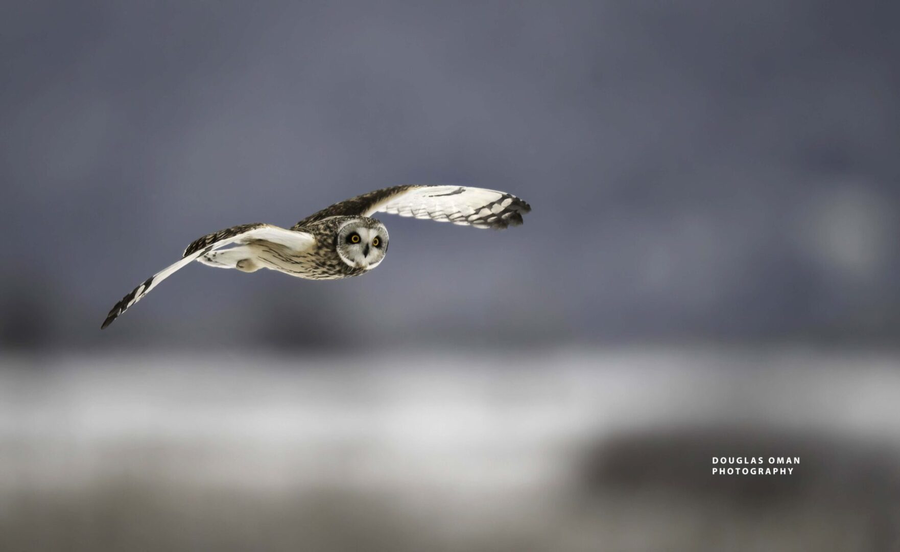 A bird flying in the air with its wings spread.