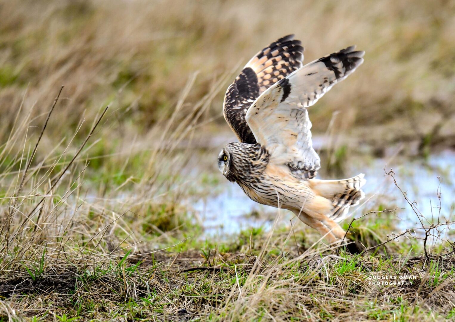 A bird flying over the grass near some water.