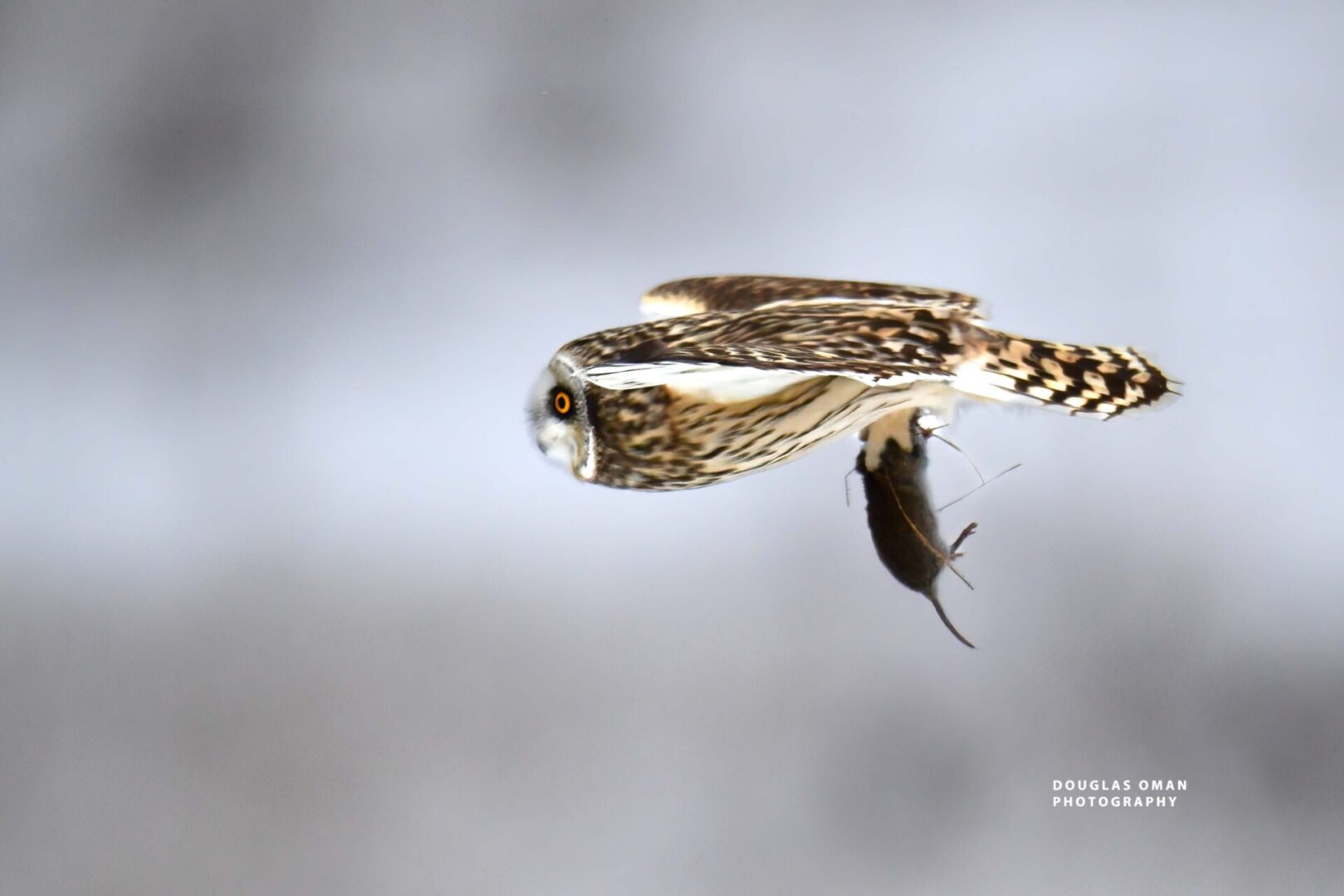 A bird flying with its head on the ground