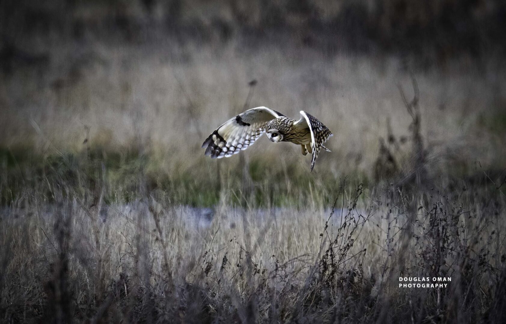 A bird flying over some tall grass in the wild.