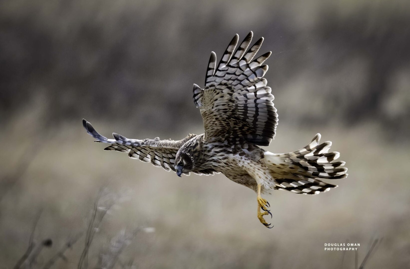 A bird flying in the air with its wings spread.