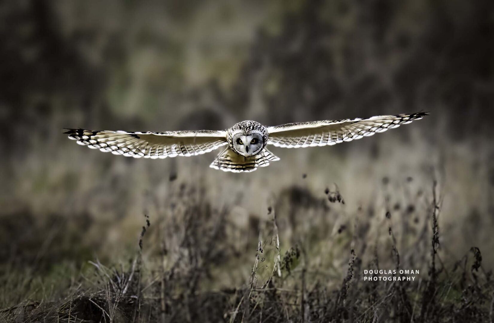 A bird flying low over the ground in front of some bushes.