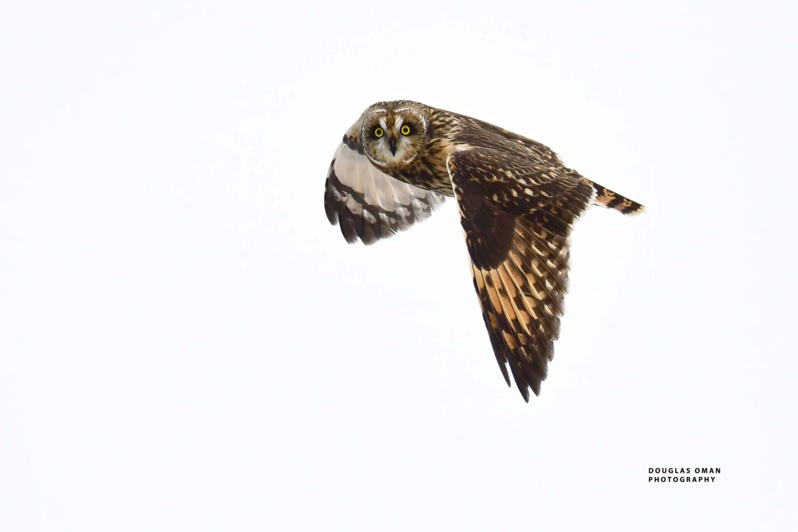 A bird flying in the sky with its wings spread.