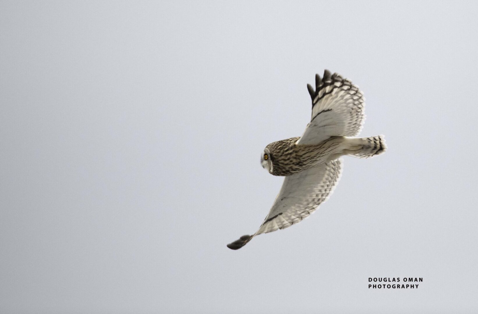 A bird flying in the sky with its wings spread.