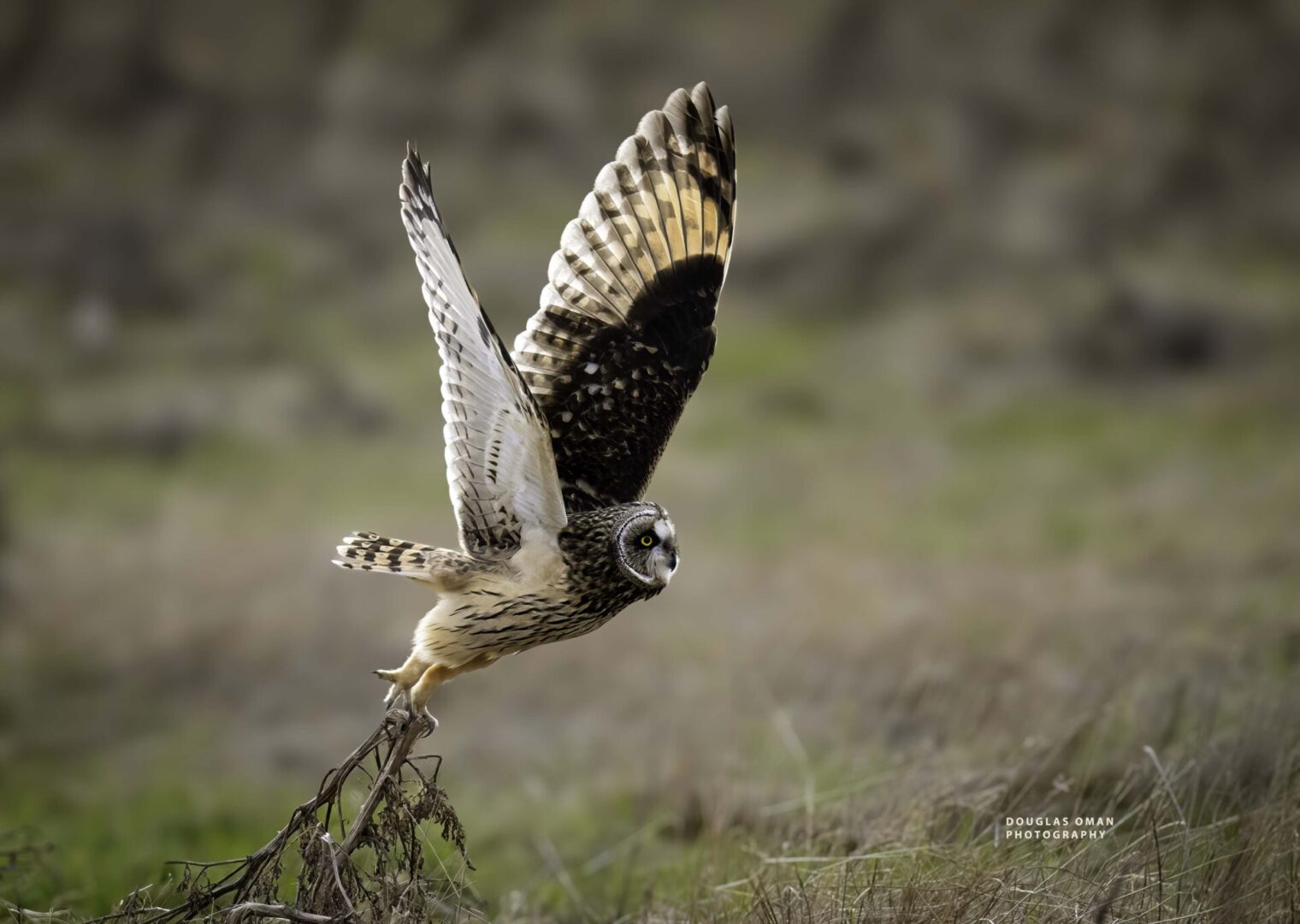 A bird flying over the grass in an open field.