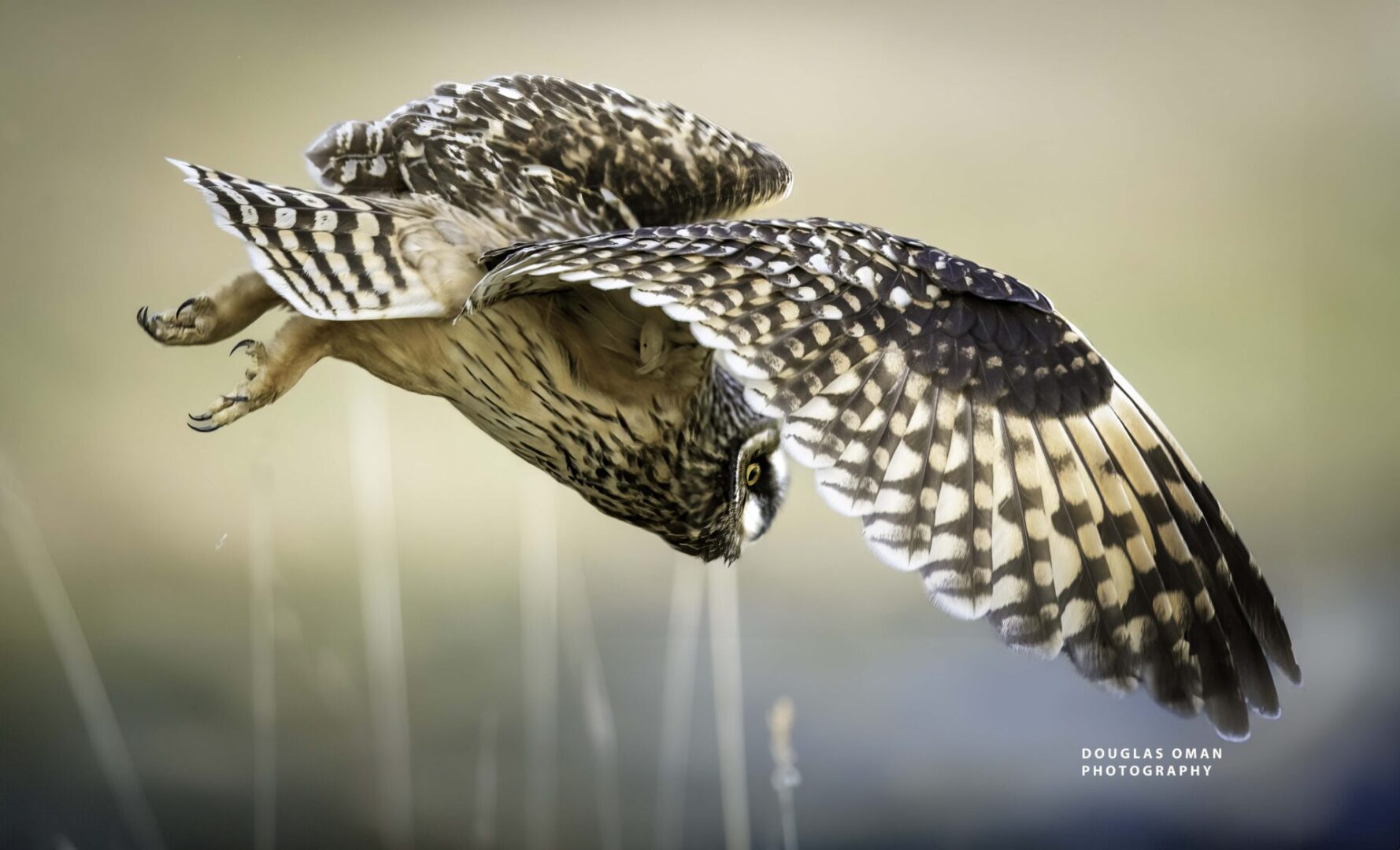 A bird flying in the air with its wings spread.