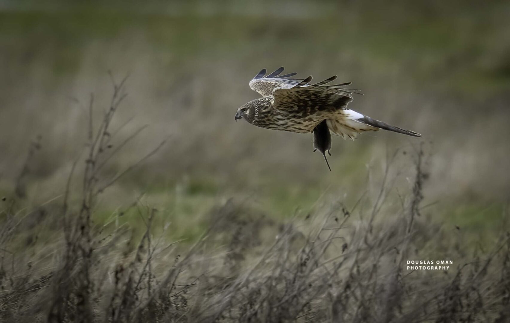 A bird flying over some grass in the wild.