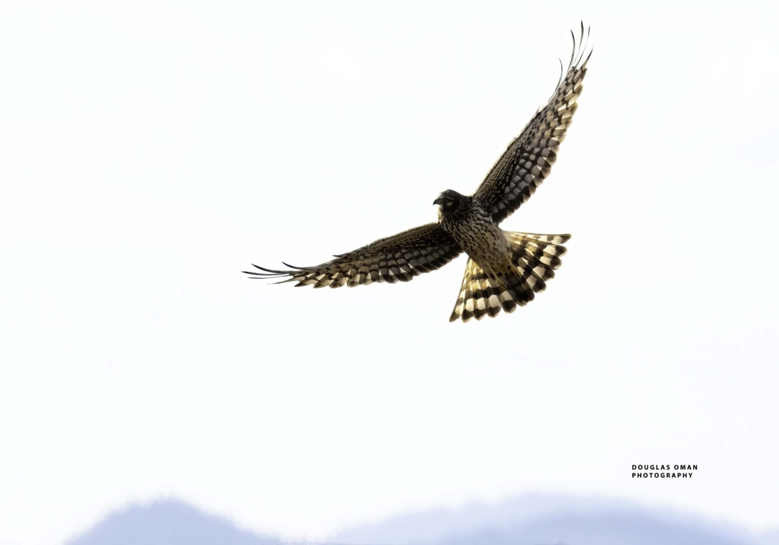 A hawk flying in the sky with its wings spread.