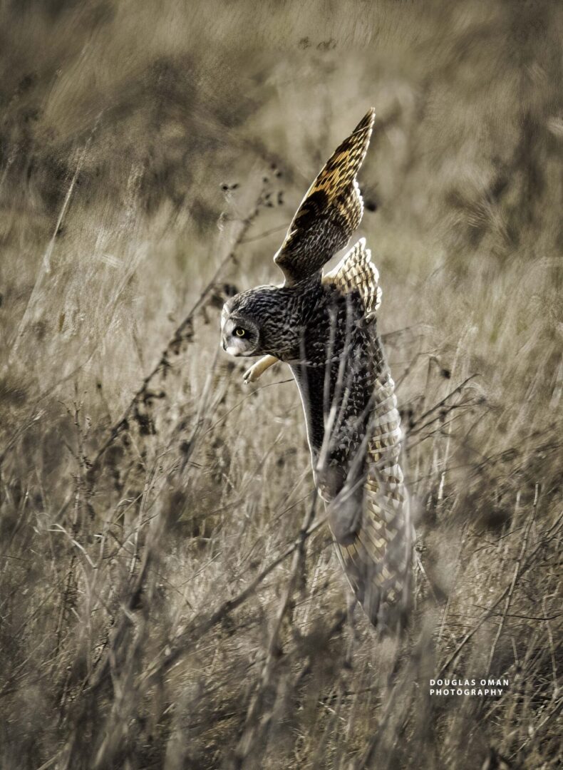 A bird that is standing in the grass.