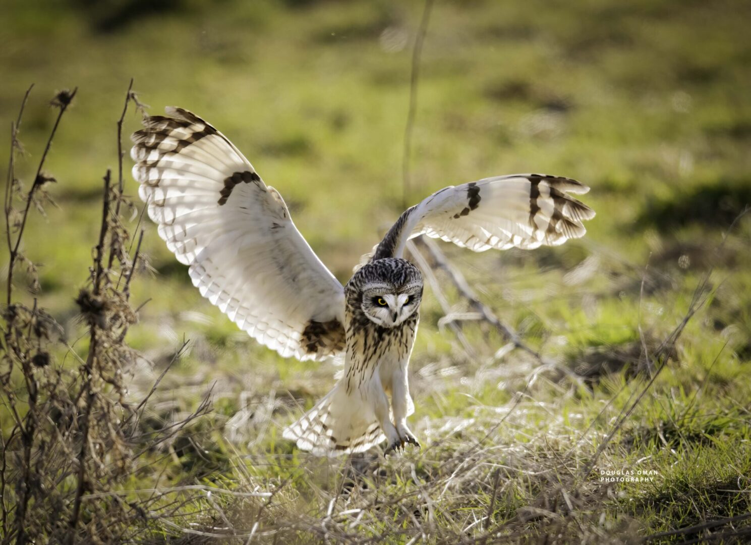 A bird flying in the air with its wings spread.