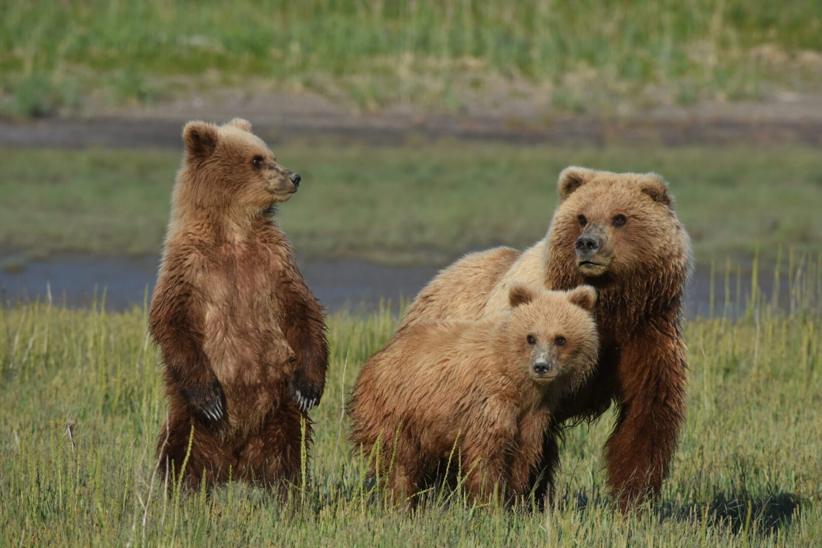 Three bears are standing in a field near water.