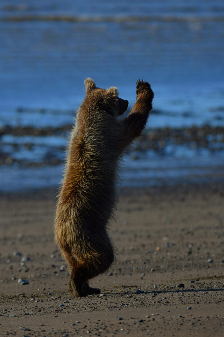 A bear is jumping in the air on the beach.