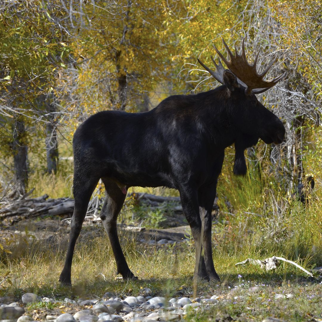 A moose is standing in the grass near some trees.