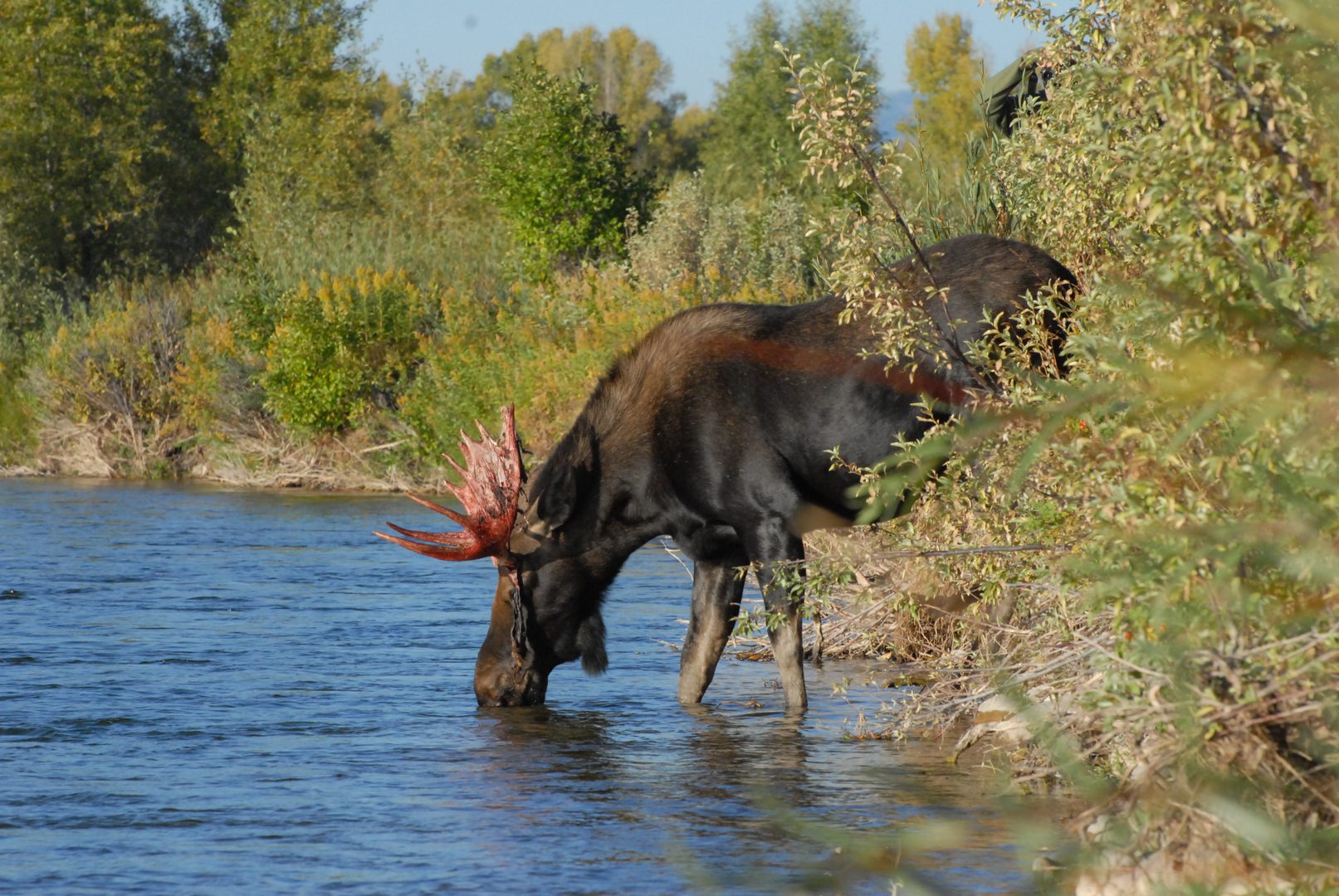 A moose is drinking water from the river.