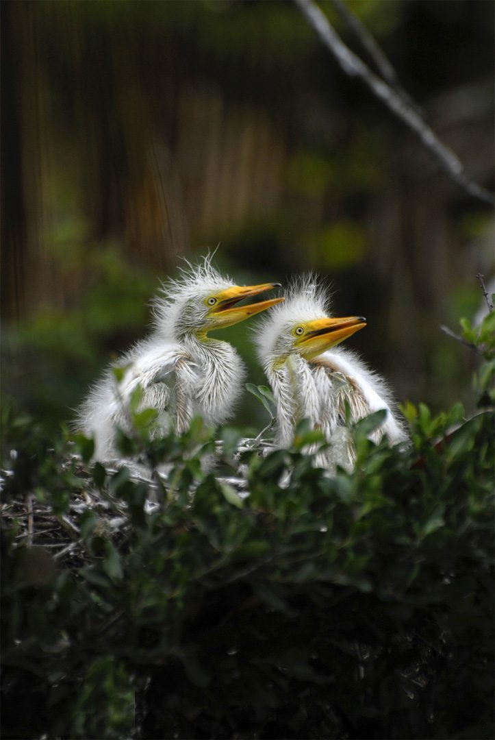 Two birds are sitting in a bush with their feathers blowing.