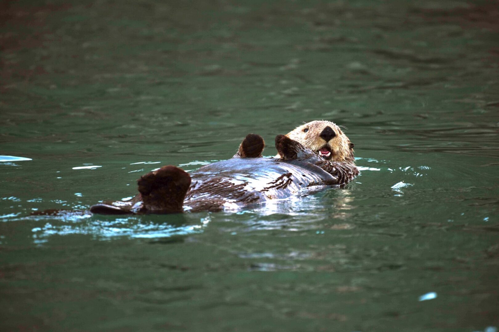 A bear is swimming in the water.