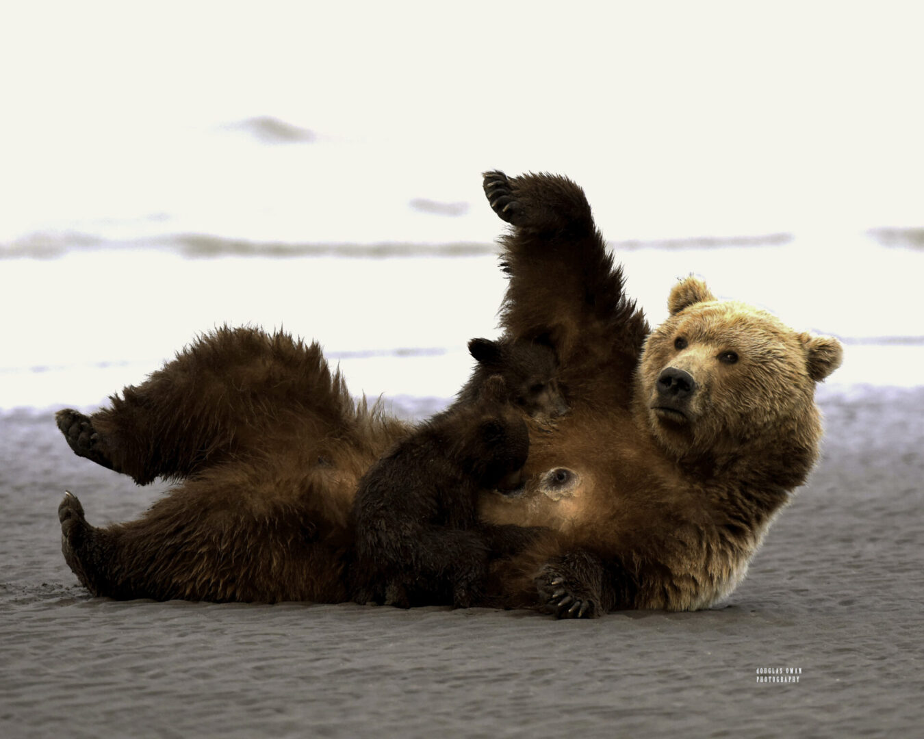 A bear rolling around on its back in the sand.