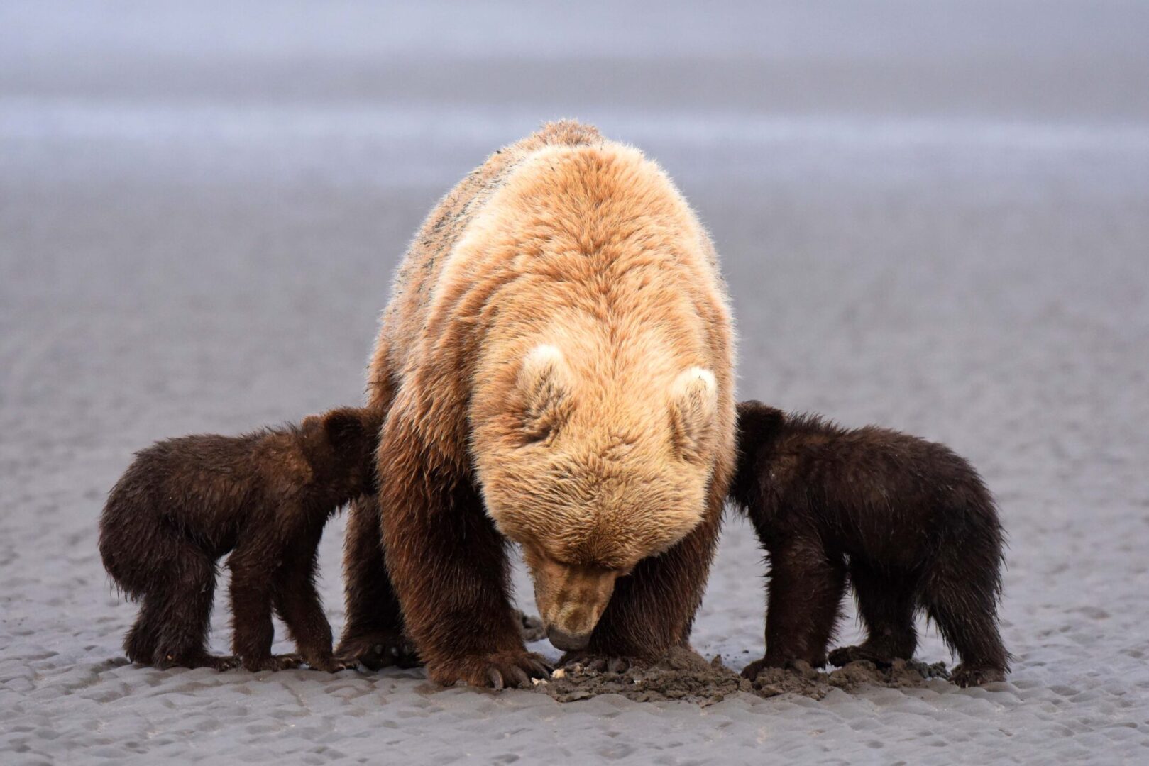 A bear and her cubs are standing in the sand.