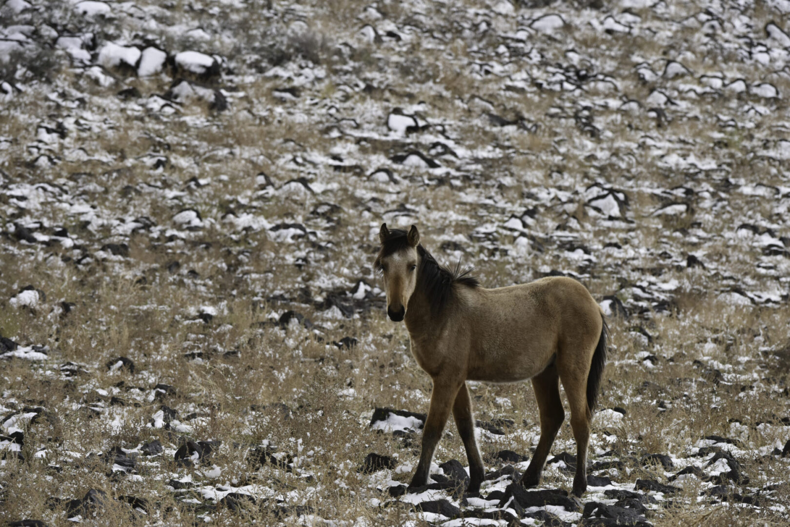 A horse standing on top of a rocky hill.