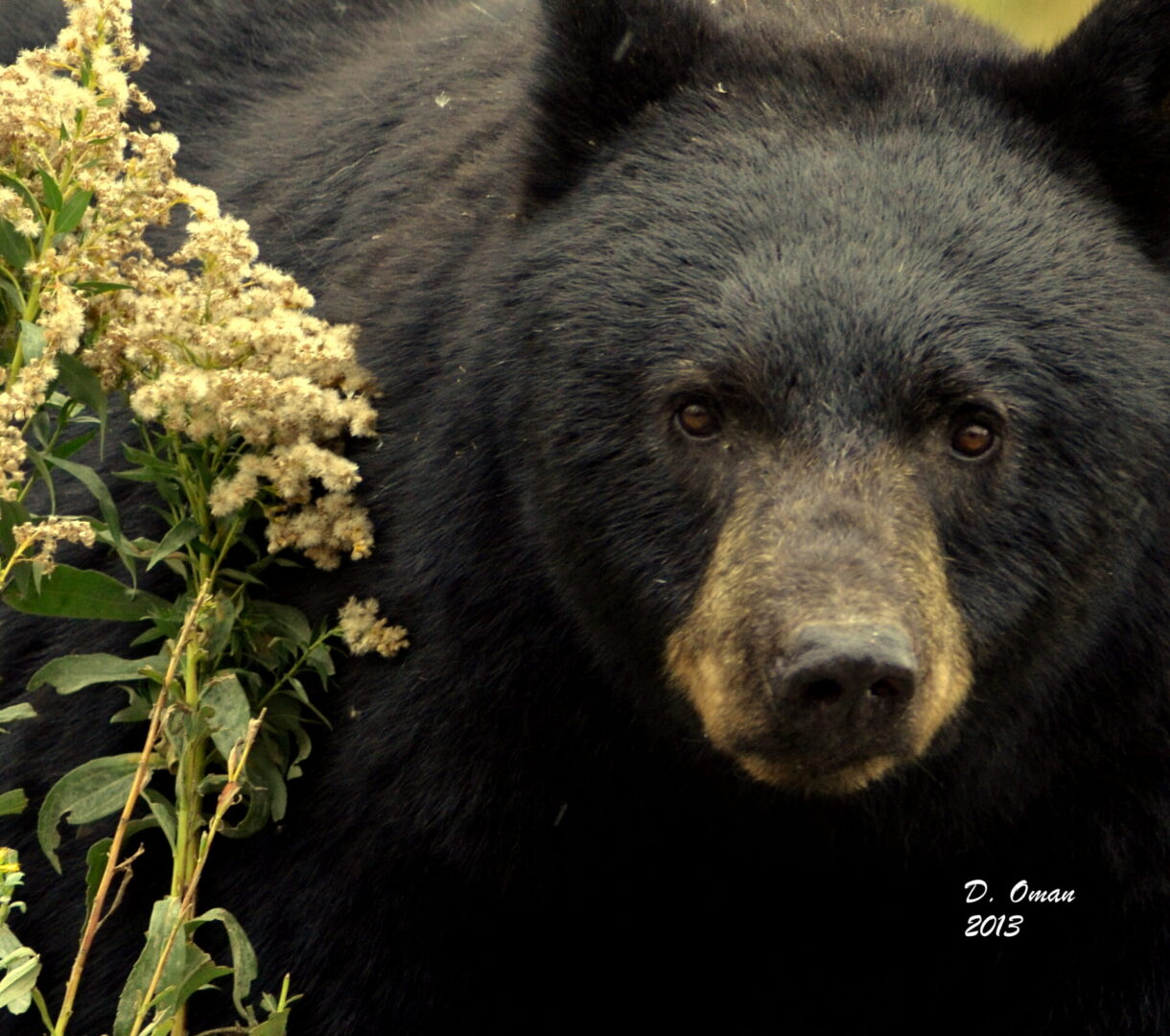 A black bear is standing next to some flowers.