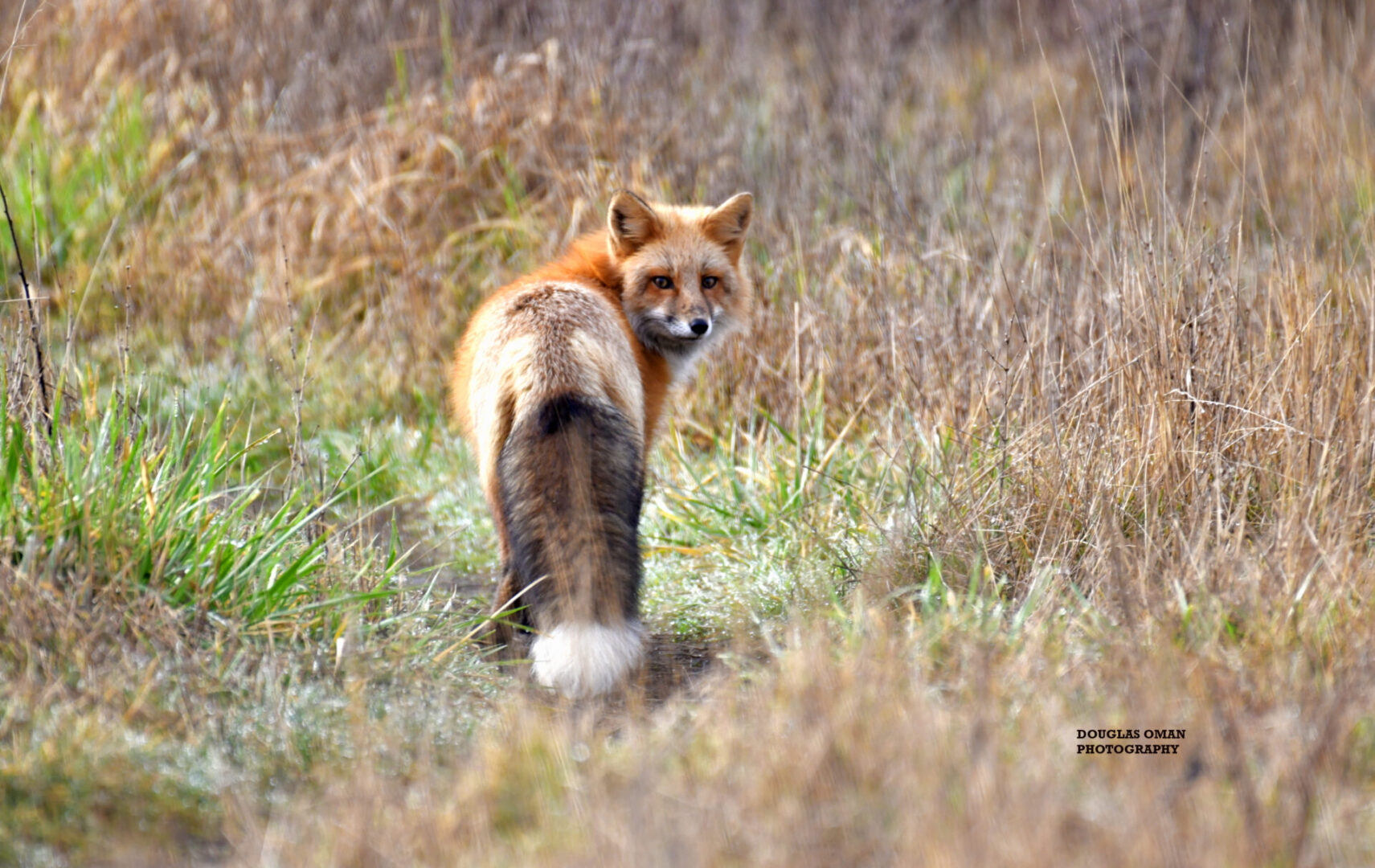 A red fox walking through the grass in the wild.