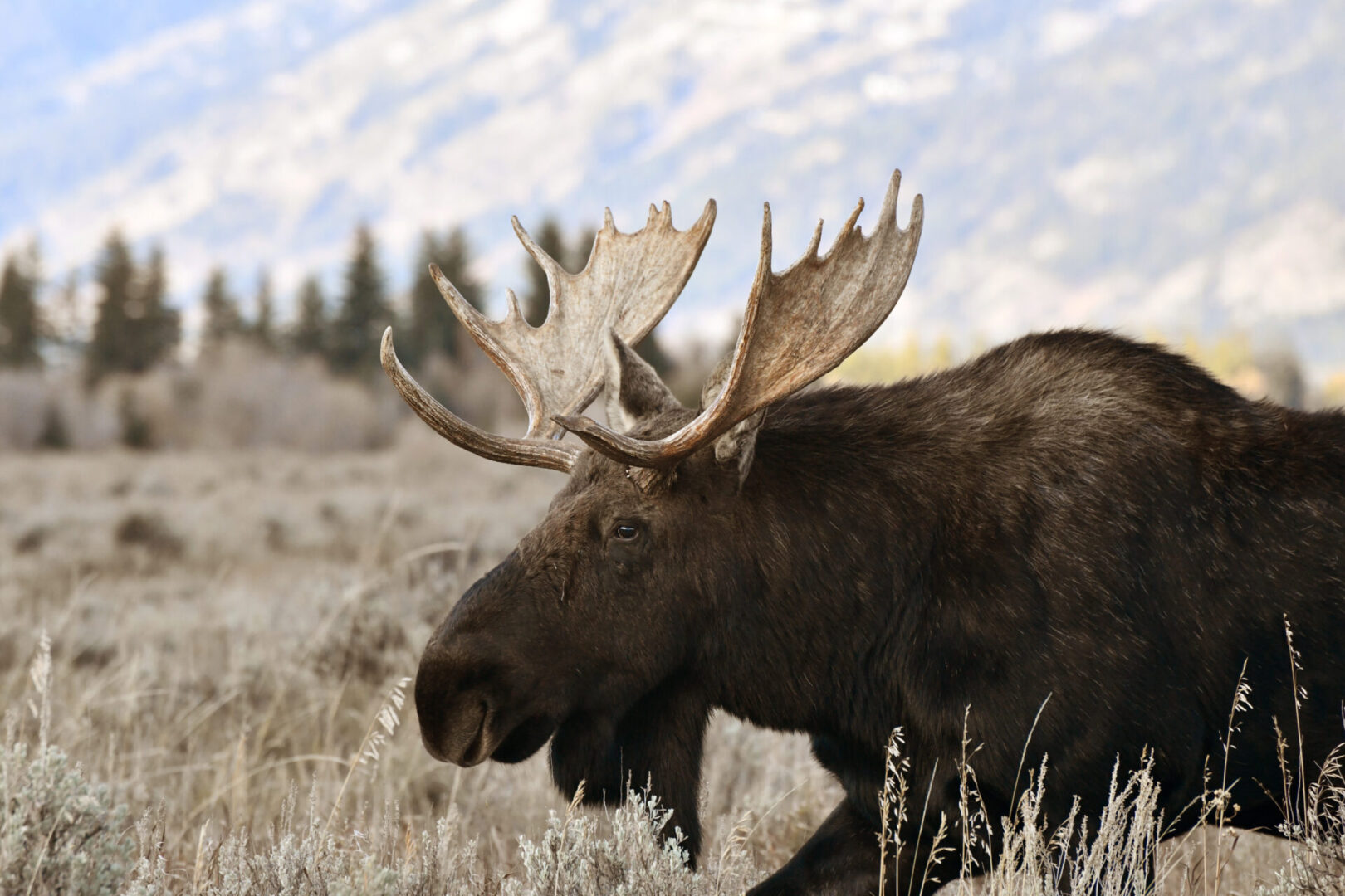 A moose is walking through the grass in front of some trees.