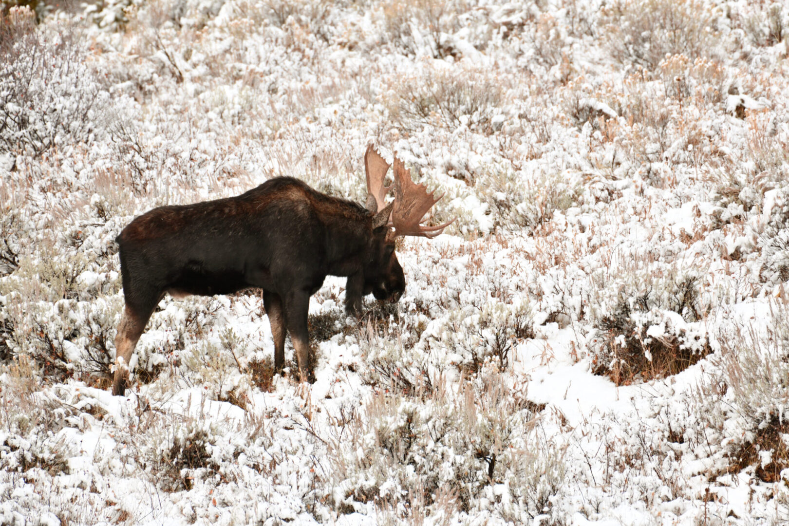 A moose is standing in the snow eating.