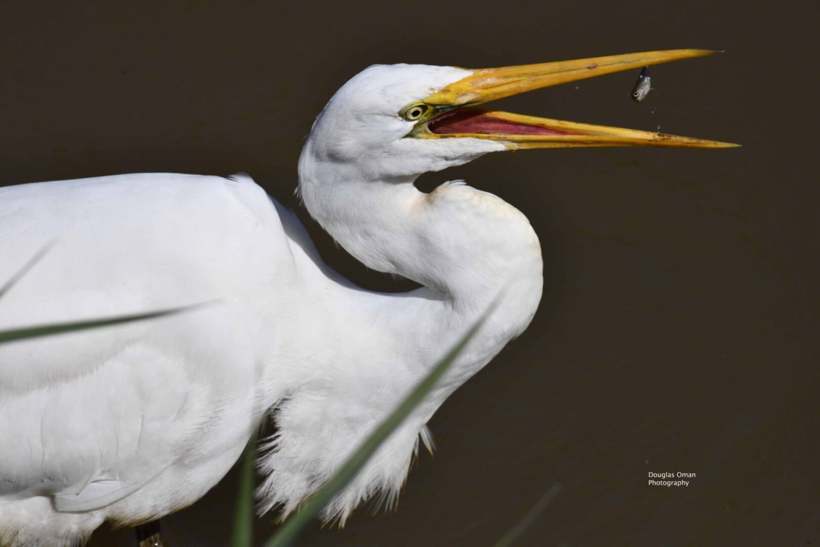 A white bird with long beak and yellow bill.