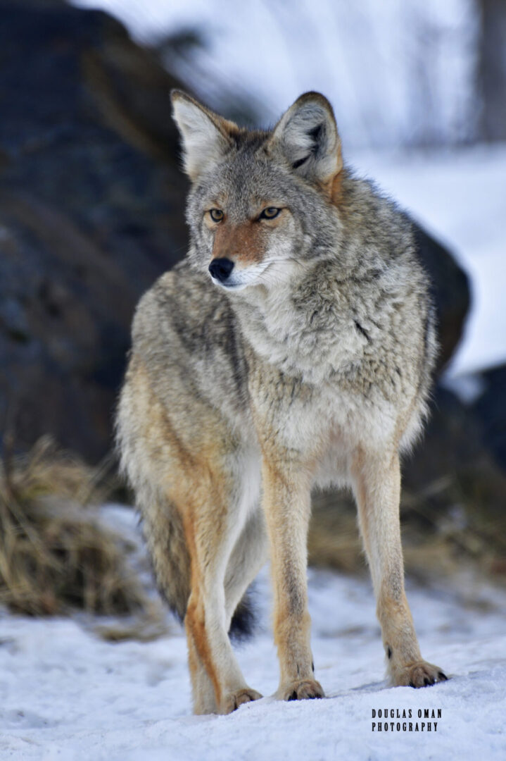 A coyote standing in the snow looking at something.