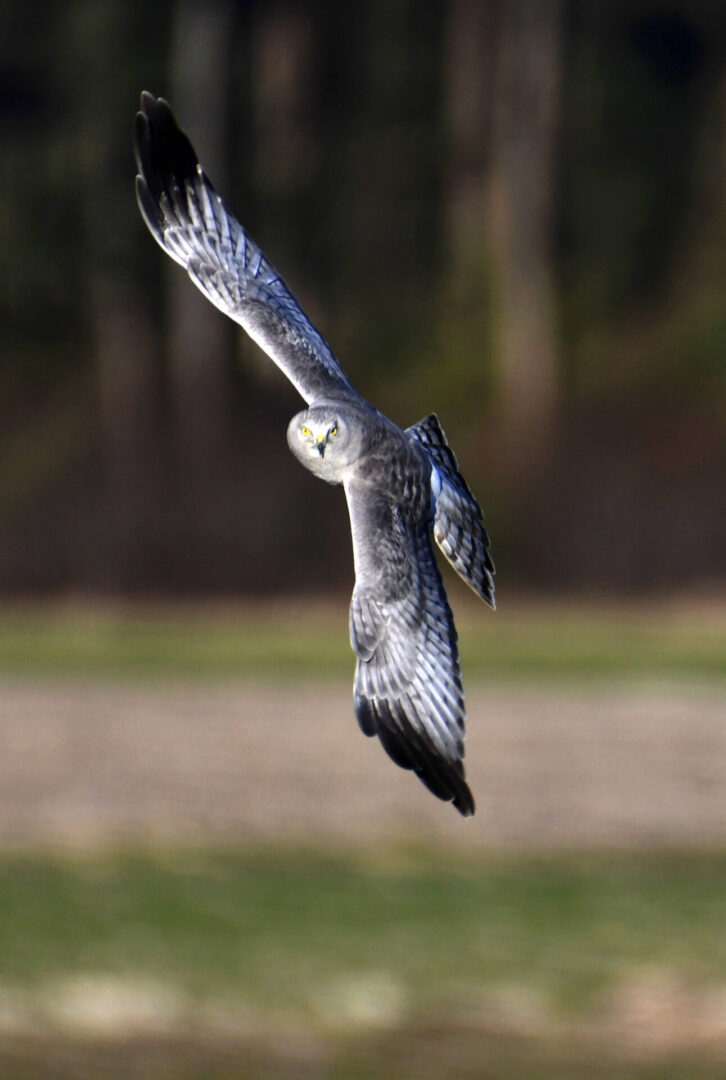 A bird flying low to the ground in front of trees.