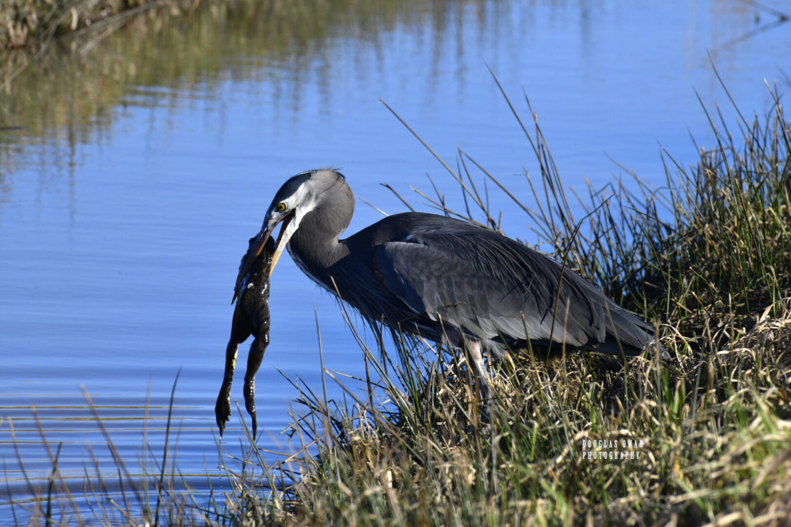 A bird with a fish in its mouth near the water.