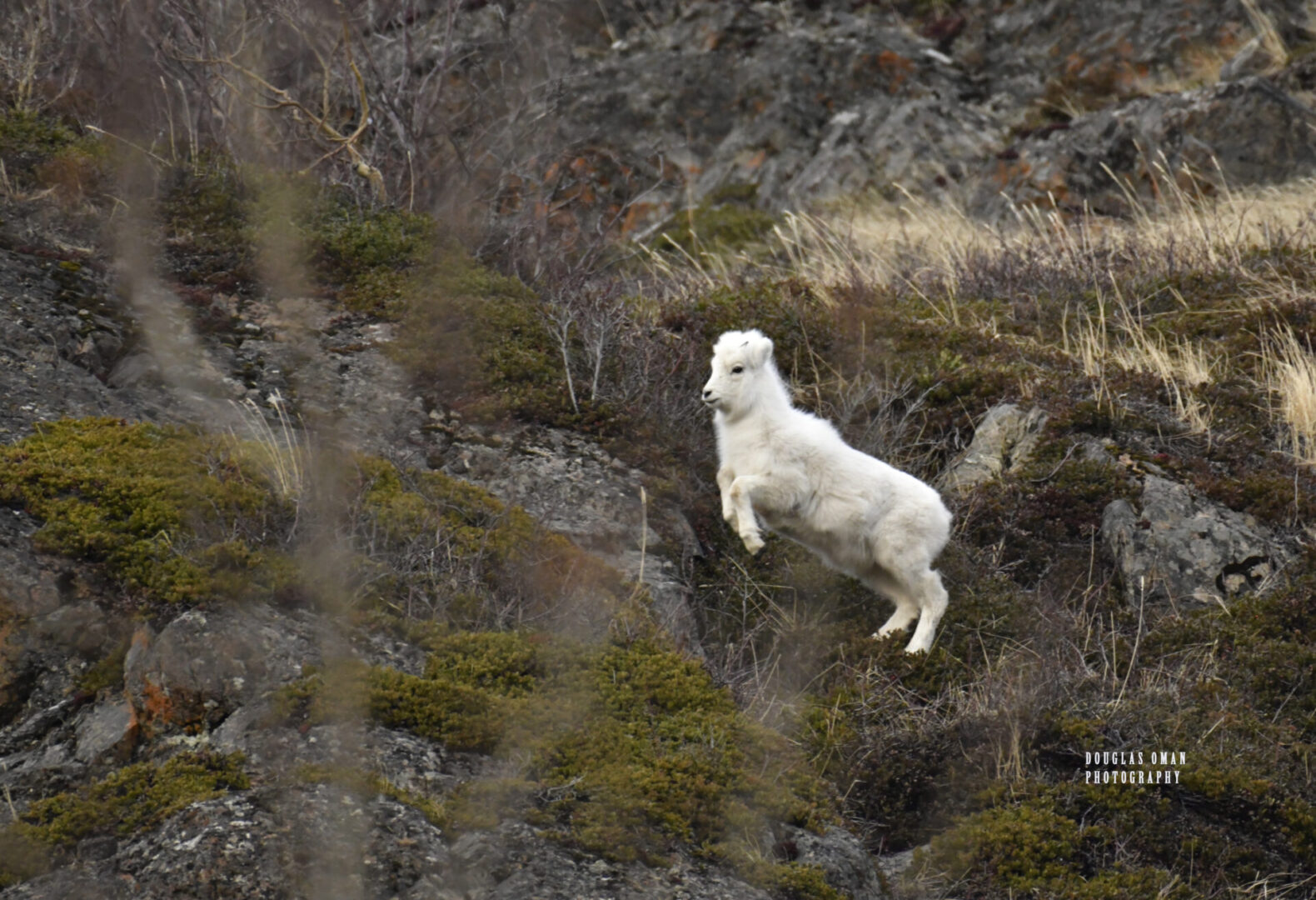 A goat jumping in the air on top of a hill.