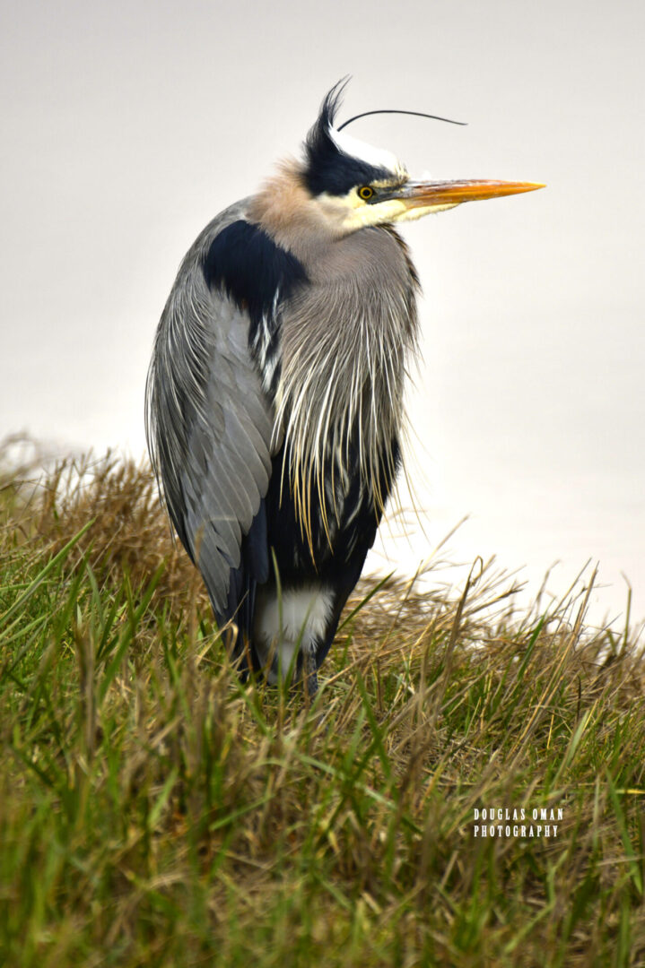 A bird standing on top of a grass covered field.