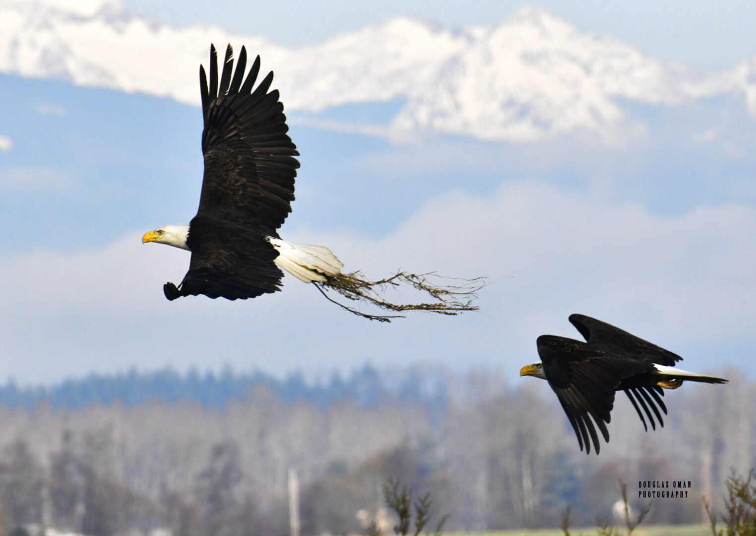 Two bald eagles flying over a field with mountains in the background.