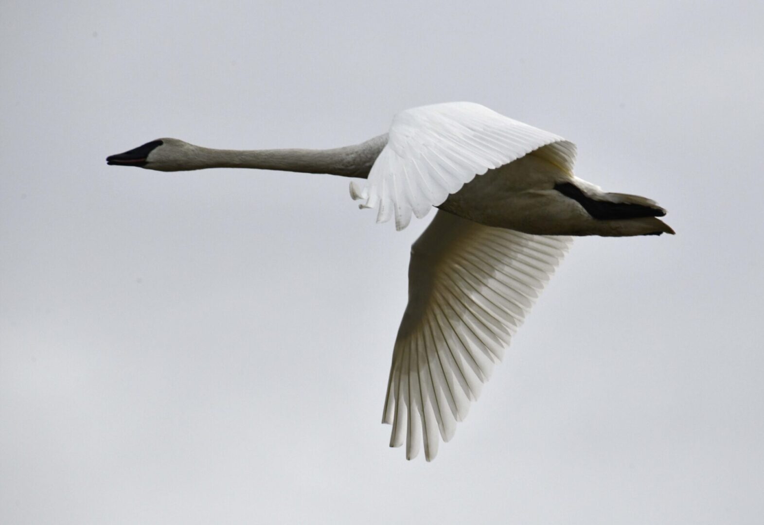 A swan flying in the sky with its wings spread.