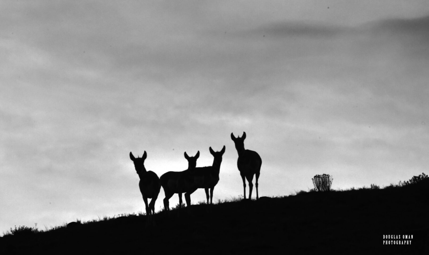 A group of deer standing on top of a hill.